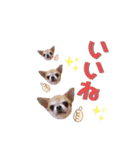 threeちわわず（個別スタンプ：6）