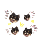 threeちわわず（個別スタンプ：7）