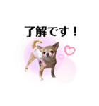 threeちわわず（個別スタンプ：10）
