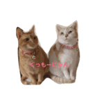 にゃんこ勢ぞろい(=^x^=)（個別スタンプ：1）
