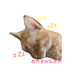 にゃんこ勢ぞろい(=^x^=)（個別スタンプ：2）