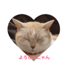 にゃんこ勢ぞろい(=^x^=)（個別スタンプ：5）