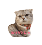 にゃんこ勢ぞろい(=^x^=)（個別スタンプ：6）