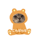 にゃんこ勢ぞろい(=^x^=)（個別スタンプ：8）