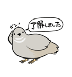 敬語のヒメウズラ・シルバー・かわいい小鳥（個別スタンプ：1）