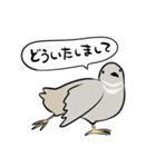 敬語のヒメウズラ・シルバー・かわいい小鳥（個別スタンプ：8）