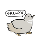 敬語のヒメウズラ・シルバー・かわいい小鳥（個別スタンプ：23）