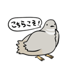敬語のヒメウズラ・シルバー・かわいい小鳥（個別スタンプ：33）