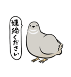 敬語のヒメウズラ・シルバー・かわいい小鳥（個別スタンプ：35）