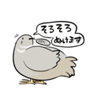 敬語のヒメウズラ・シルバー・かわいい小鳥（個別スタンプ：37）