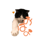 ばずのきもち（個別スタンプ：4）