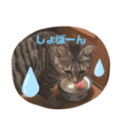 すたんぴっぴ（個別スタンプ：2）