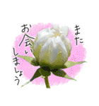 手書きの優しい言葉にコスモスの花を添えて（個別スタンプ：15）