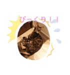 〜いぬ＆ねこの癒し〜（個別スタンプ：1）