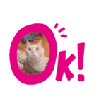 〜いぬ＆ねこの癒し〜（個別スタンプ：6）