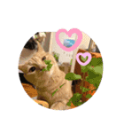 〜いぬ＆ねこの癒し〜（個別スタンプ：9）