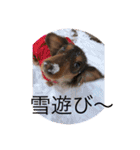 〜いぬ＆ねこの癒し〜（個別スタンプ：20）