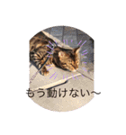 〜いぬ＆ねこの癒し〜（個別スタンプ：21）