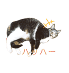 ごまふくきなこ うちのねこ（個別スタンプ：7）