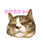 ごまふくきなこ うちのねこ（個別スタンプ：23）