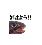 キモかわどんこさん（個別スタンプ：1）