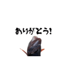 キモかわどんこさん（個別スタンプ：3）