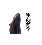キモかわどんこさん（個別スタンプ：8）