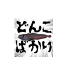 キモかわどんこさん（個別スタンプ：14）