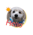 日本ペット公式【犬スタンプ】第一弾（個別スタンプ：2）