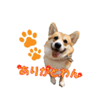 日本ペット公式【犬スタンプ】第一弾（個別スタンプ：3）