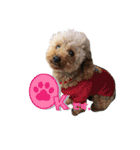 日本ペット公式【犬スタンプ】第一弾（個別スタンプ：4）