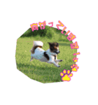日本ペット公式【犬スタンプ】第一弾（個別スタンプ：5）