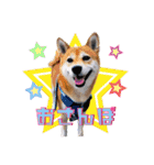 日本ペット公式【犬スタンプ】第一弾（個別スタンプ：8）