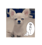 日本ペット公式【犬スタンプ】第一弾（個別スタンプ：10）