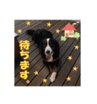 日本ペット公式【犬スタンプ】第一弾（個別スタンプ：12）