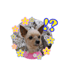 日本ペット公式【犬スタンプ】第一弾（個別スタンプ：13）
