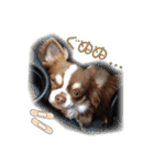 日本ペット公式【犬スタンプ】第一弾（個別スタンプ：16）