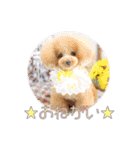 日本ペット公式【犬スタンプ】第一弾（個別スタンプ：19）