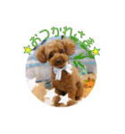 日本ペット公式【犬スタンプ】第一弾（個別スタンプ：20）