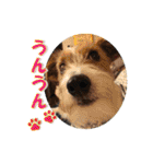 日本ペット公式【犬スタンプ】第一弾（個別スタンプ：21）