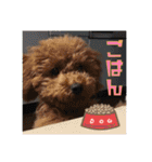 日本ペット公式【犬スタンプ】第一弾（個別スタンプ：24）