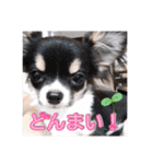 日本ペット公式【犬スタンプ】第一弾（個別スタンプ：25）