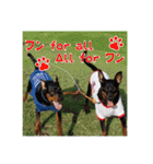 日本ペット公式【犬スタンプ】第一弾（個別スタンプ：26）