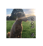 日本ペット公式【犬スタンプ】第一弾（個別スタンプ：27）