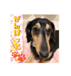 日本ペット公式【犬スタンプ】第一弾（個別スタンプ：29）