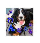 日本ペット公式【犬スタンプ】第一弾（個別スタンプ：30）