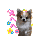 日本ペット公式【犬スタンプ】第一弾（個別スタンプ：31）