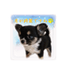 日本ペット公式【犬スタンプ】第一弾（個別スタンプ：32）