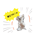 unichan stamp（個別スタンプ：5）