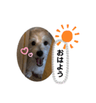 愛犬テンくんのスタンプ3（個別スタンプ：1）